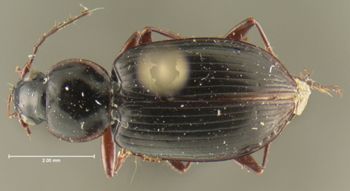 Media type: image;   Entomology 33015 Aspect: habitus dorsal view